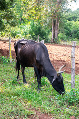Naklejka na ściany i meble cattle grazing on a farm in Mato Grosso do Sul