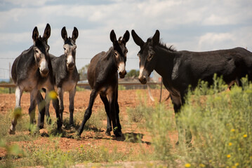 Group of 4 mule friends