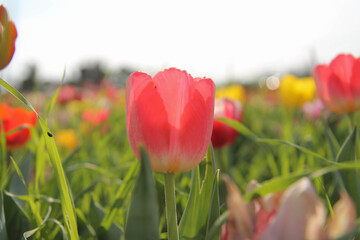 field of tulips