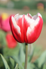 Fototapeta premium red tulip close up
