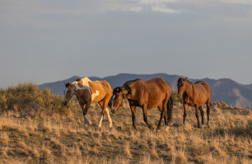 Fototapeta premium Herd of Wild Horses in the Utah Desert