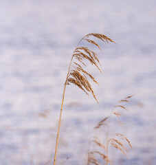 Grasses growing on the edge of Pickmere Lake, Pickmere, Knutsford, Cheshire, Uk