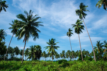 Fototapeta na wymiar Beautiful tropical landscape with palms.