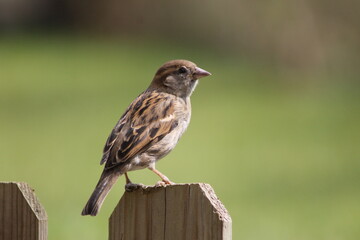 sparrow on a fence