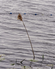 Newly planted bulrushes on the edge of Pickmere Lake, Pickmere, Knutsford, Cheshire, UK