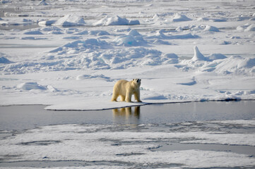Eisbären bei Spitzbergen