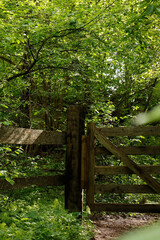 wooden fence in the forest