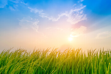 Fototapeta na wymiar Beautiful rice plant with sunset sky background