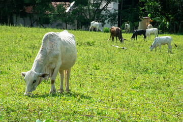 cattle grazing on a farm in Mato Grosso do Sul