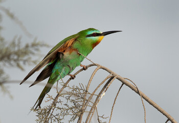 Blue-cheeked bee-eater on a tree at Asker marsh, Bahrain
