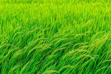 Tilting rice trees along the wind with copy space. Using for background