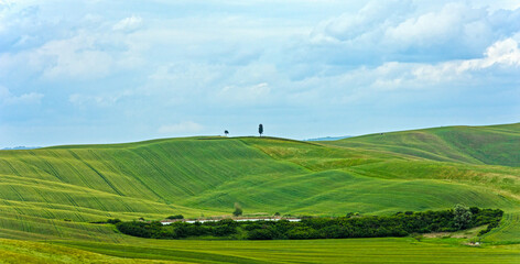 Obraz premium Verde solitario ....