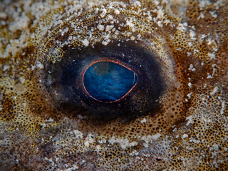 European bullhead eye (Cottus gobbio)