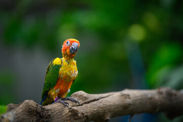 sun conure baby growth stages