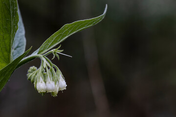 White common comfrey flowers with dew drops
