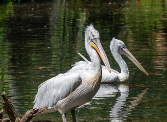  Krauskopfpelikane an einem See