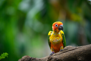 sun conure baby growth stages