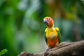 sun conure baby growth stages