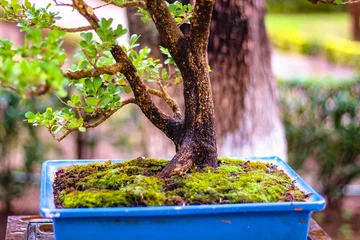 Fotobehang Fotografía de enfoque selectivo. Un árbol en maceta sobre una pequeña mesa llamada bonsai presentado en una exposición de este arte asiático, fotografía tomada en una lluviosa mañana de primavera entr © Wilson