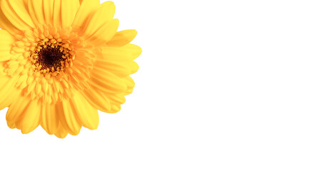 yellow gerbera flowers isolated on white background