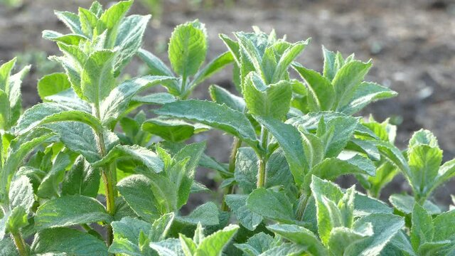 Sweet Garden Mint growing in organic household, closeup stock video footage
