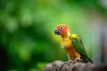 Fototapeta premium sun conure baby growth stages