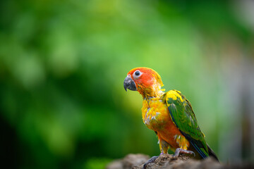 sun conure baby growth stages