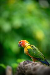 sun conure baby growth stages