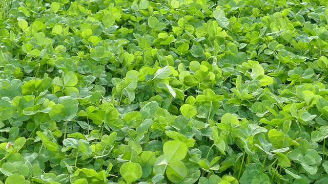 Clover cultivated as fodder grass at organic farmland, forage grasses field, video footage