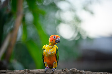 sun conure baby growth stages