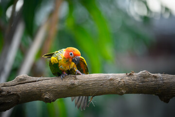 sun conure baby growth stages