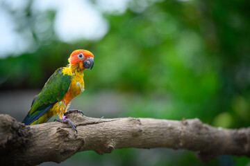 sun conure baby growth stages