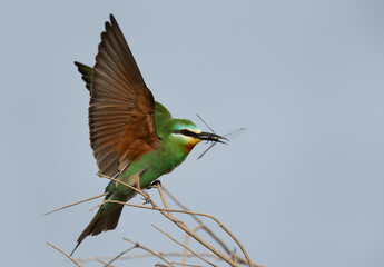 Blue-cheeked bee-eater with dragonfly at Asker marsh, Bahrain