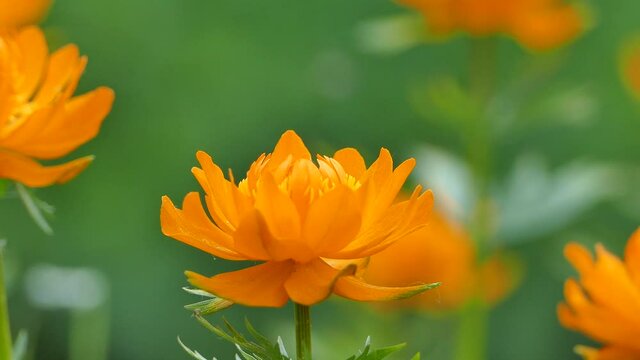 Asian globeflowers, Trollius orange flowers blooming in the wild, closeup video