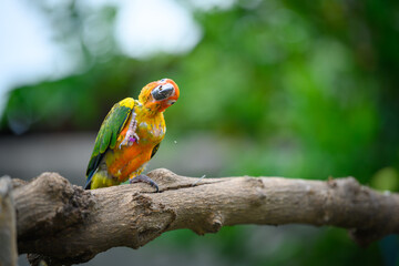 sun conure baby growth stages