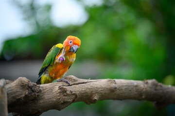 sun conure baby growth stages