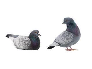 two polish lynx dove sits  isolated on white background