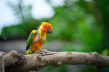 sun conure baby growth stages