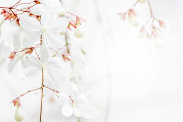 beautiful white flower for background, space for text