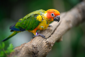 sun conure baby growth stages