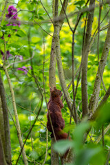 Obraz premium red squirrel on a branch of a tree