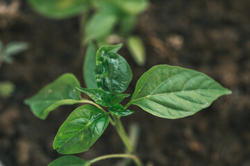 World environment day reforesting, Hands of young man helping were planting the seedlings and tree growing into soil while working in the garden as save the world, earth day and ecology concept.