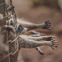 Cute raccoons in a cage in a zoo begging for food