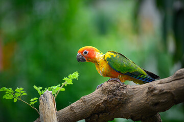 sun conure baby growth stages