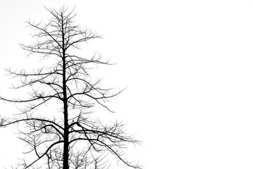 Tree without leaves black and white