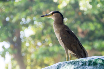 black crowned heron in rio de janeiro brazil.