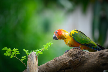 sun conure baby growth stages