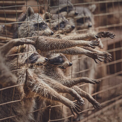 Cute raccoons in a cage in a zoo begging for food