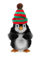 Cute little penguin baby with winter cap isolated on white background. Funny animal