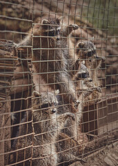 Cute raccoons in a cage in a zoo begging for food